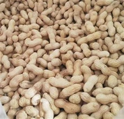 Ristede jordnødder i skal i Kina