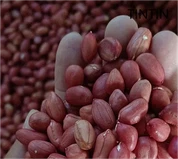 Hot sælgende god kvalitet 100% naturlig rød hud jordnøddekerner